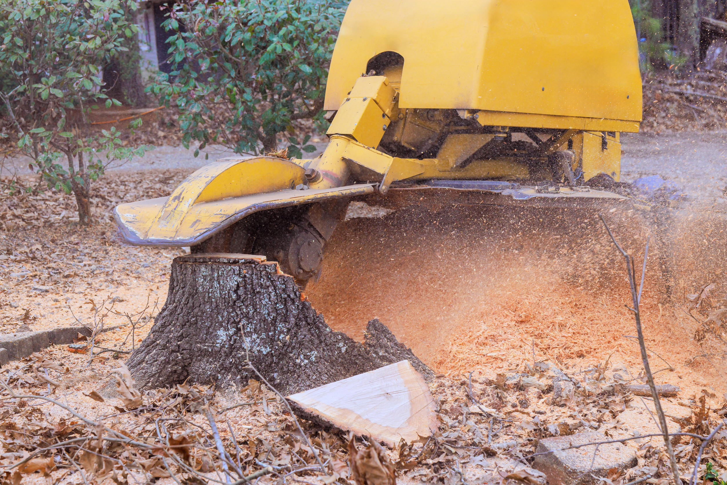 Tree stump grinding process in wooded area during works day enhancing outdoor aesthetics sewer cleaning service, plumbing services, plumbers in anniston, Residential Plumbing, Commercial Plumbing, sewer jetting service in oxford al,